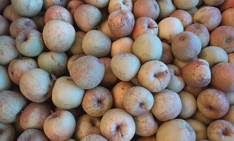 Mela Golden rugginosa cal.70+ - Italia - 1,00/1,20 euro al chilogrammo